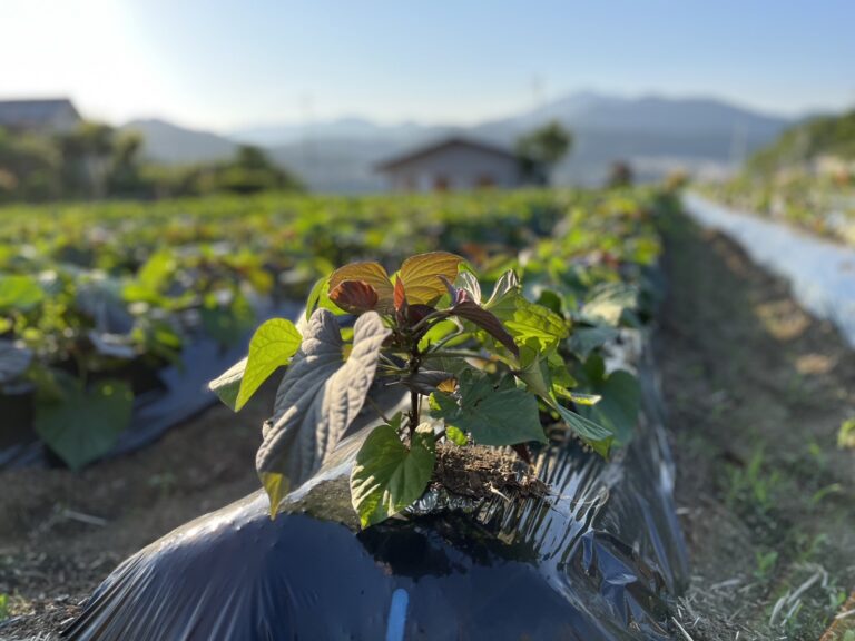 farm Springbo6月20日分茨城県産紅はるかさつまいも苗ウイルスフリー farm